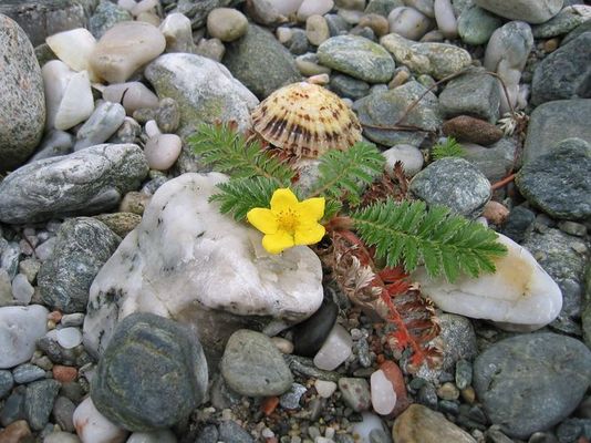 ....strandgut.........