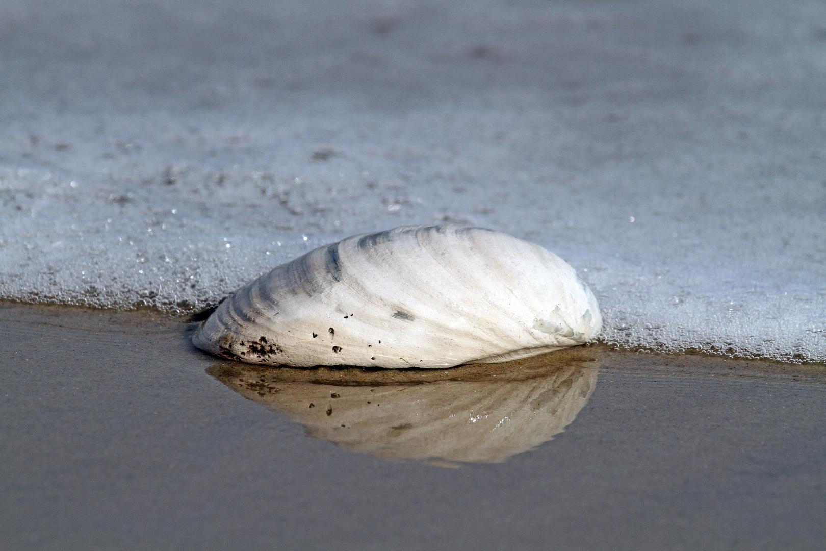 Strandgut...