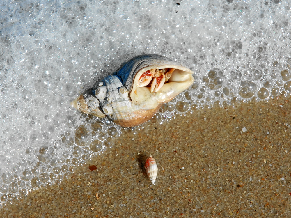 Strandgut