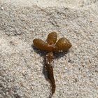 Strandgut am Ellenbogen