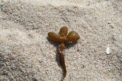 Strandgut am Ellenbogen