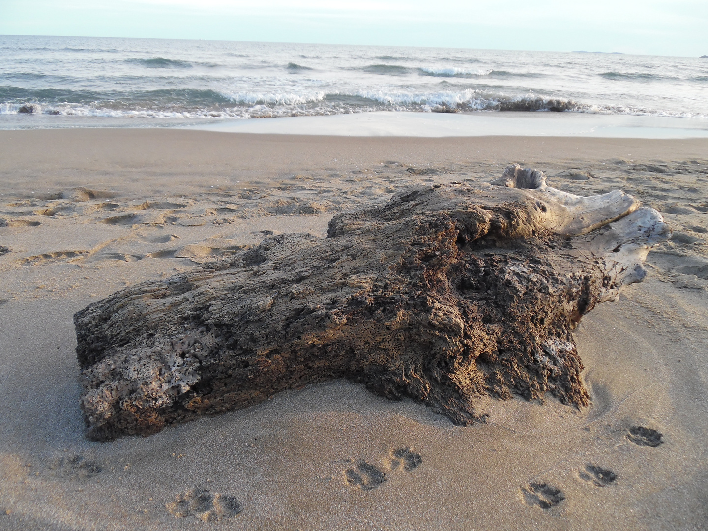 Strandgut am Mittelmeer (mit Hundetapsen im Sand)