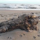 Strandgut am Mittelmeer (mit Hundetapsen im Sand)