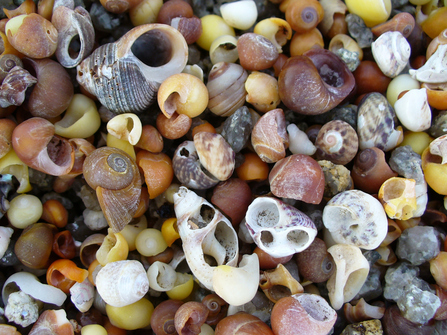 Strandgut am Phare d'Eckmühl, Penmarch