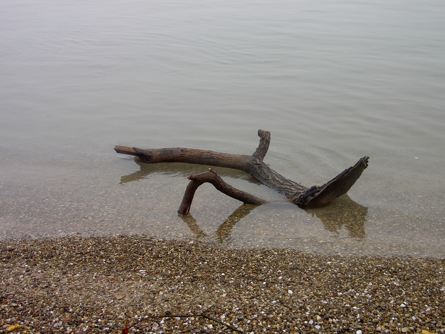 Strandgut am Rhein