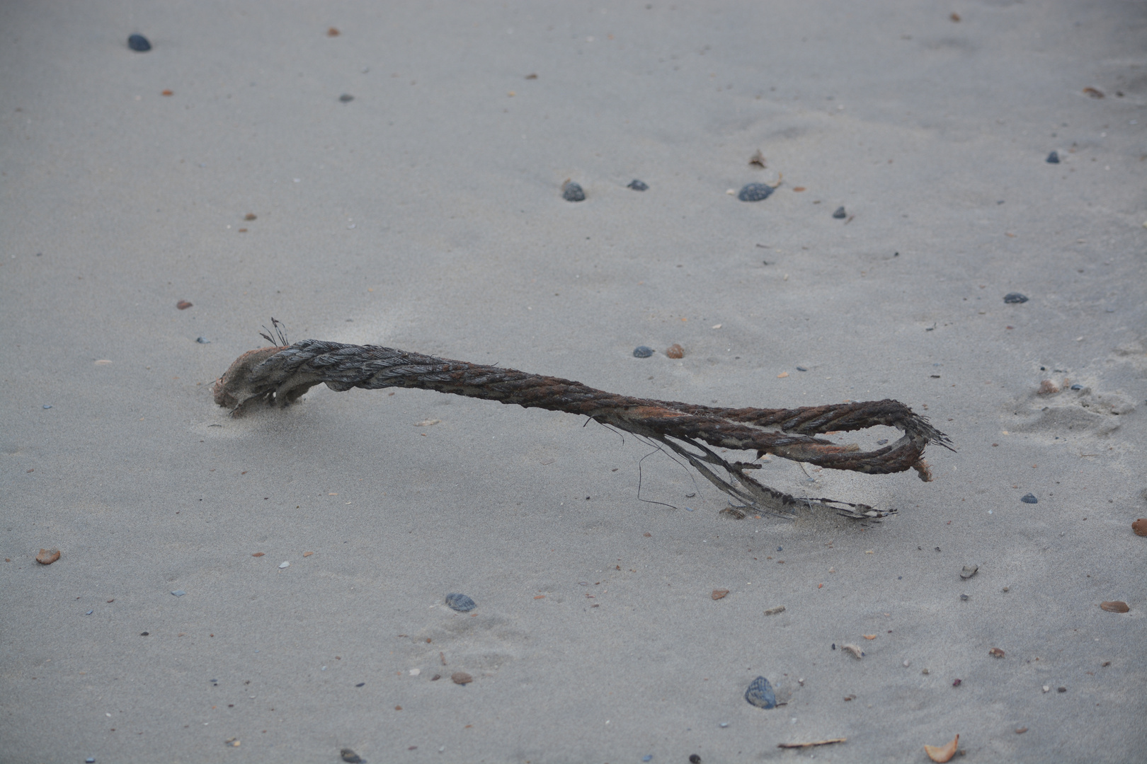 Strandgut am Strand von Domburg