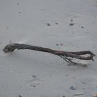 Strandgut am Strand von Domburg