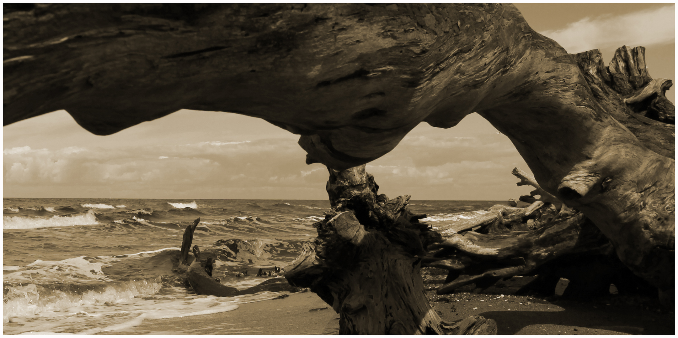 Strandgut am Weststrand