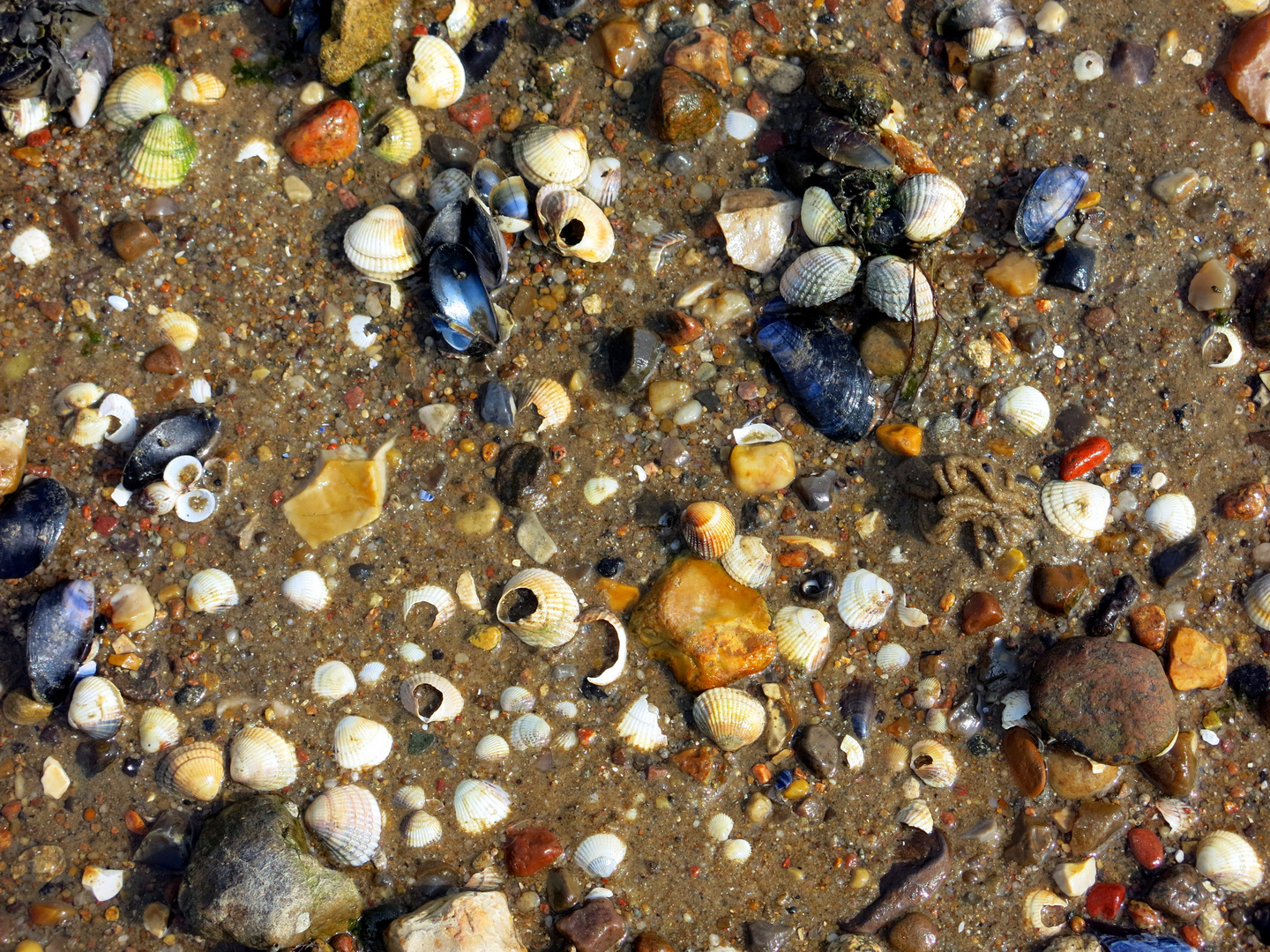 Strandgut - Amrum