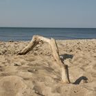 Strandgut an der Ostsee