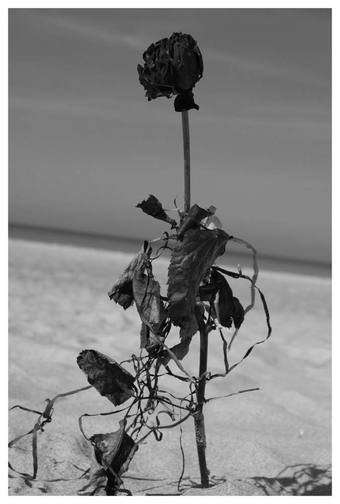 Strandgut an der Ostsee