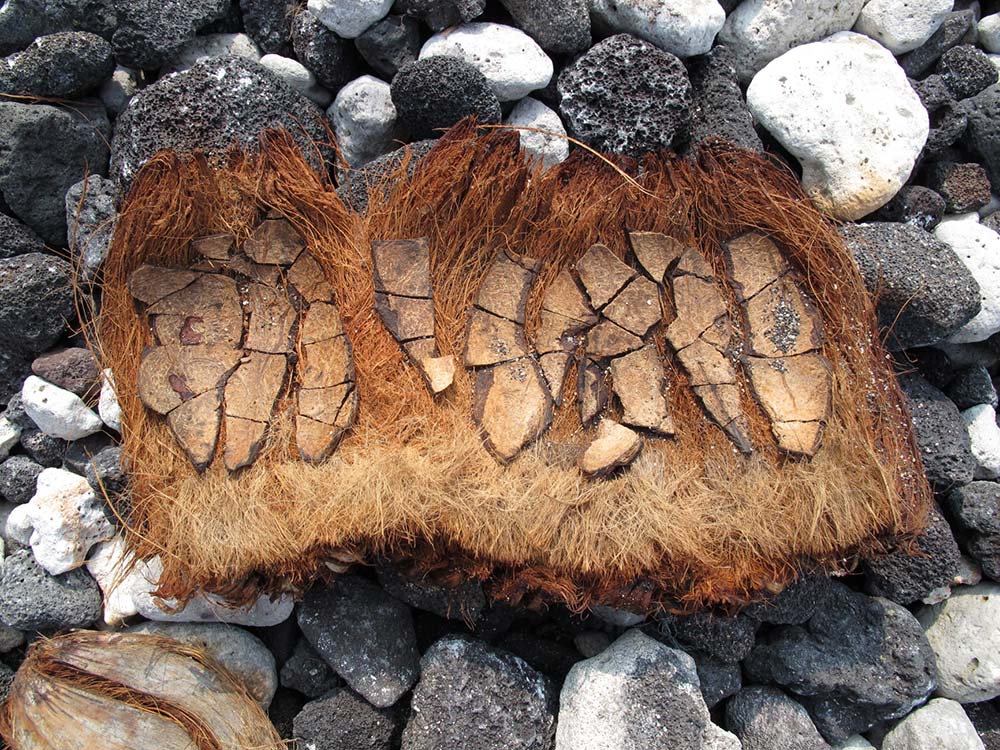 Strandgut auf Hawaii - getrocknete Rinde einer Kokosnuss