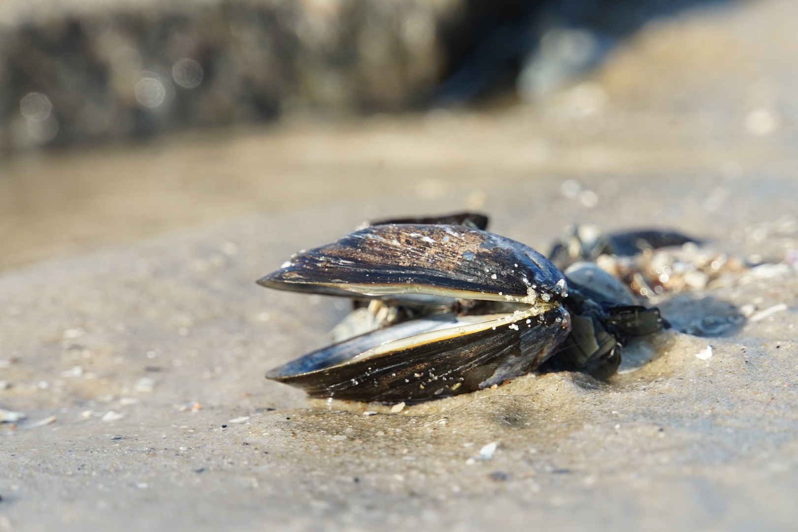 Strandgut auf Wangerooge