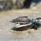 Strandgut auf Wangerooge