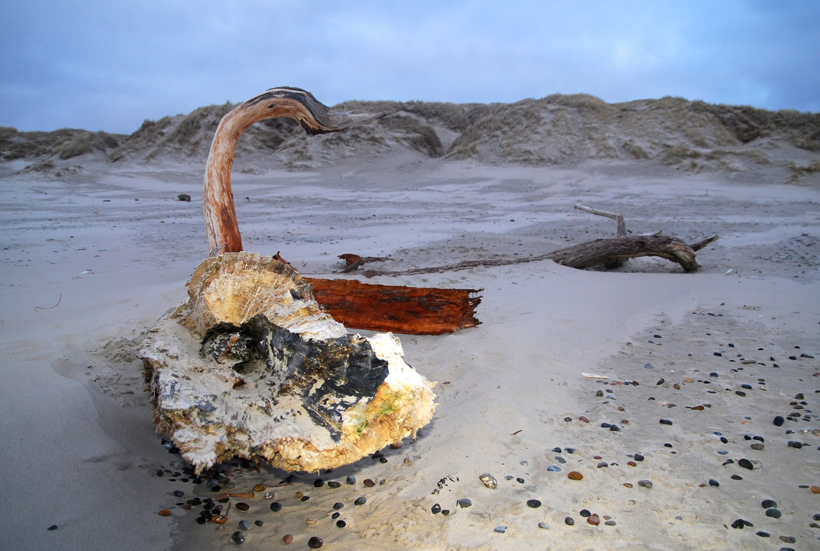 Strandgut bei Abenddämmerung