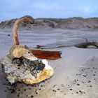 Strandgut bei Abenddämmerung