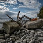 Strandgut Bodensee