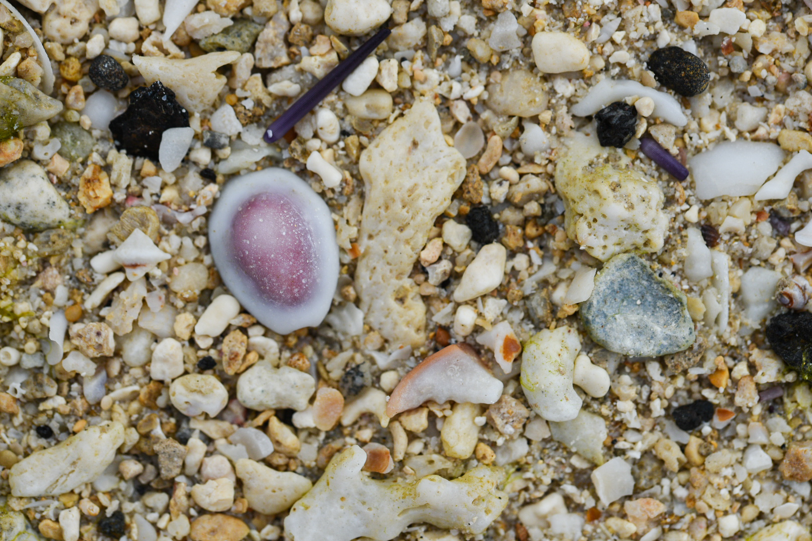 Strandgut_______ Foto & Bild landschaft, meer & strand, strandmakros