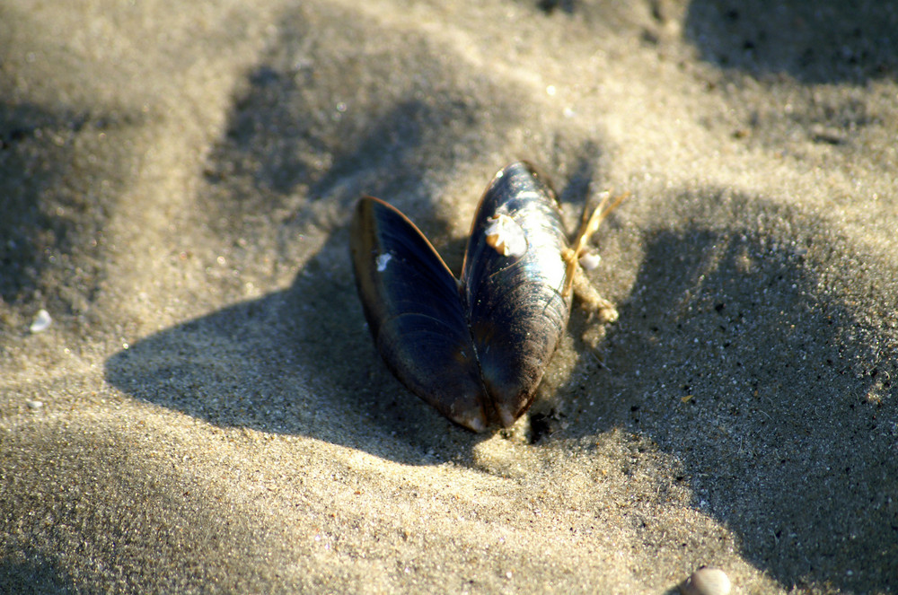 Strandgut