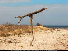 Strandgut