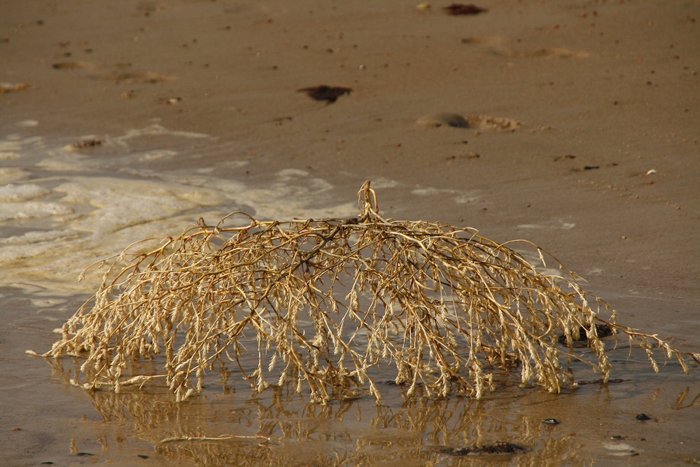 Strandgut