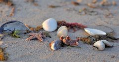 Strandgut der Ostsee