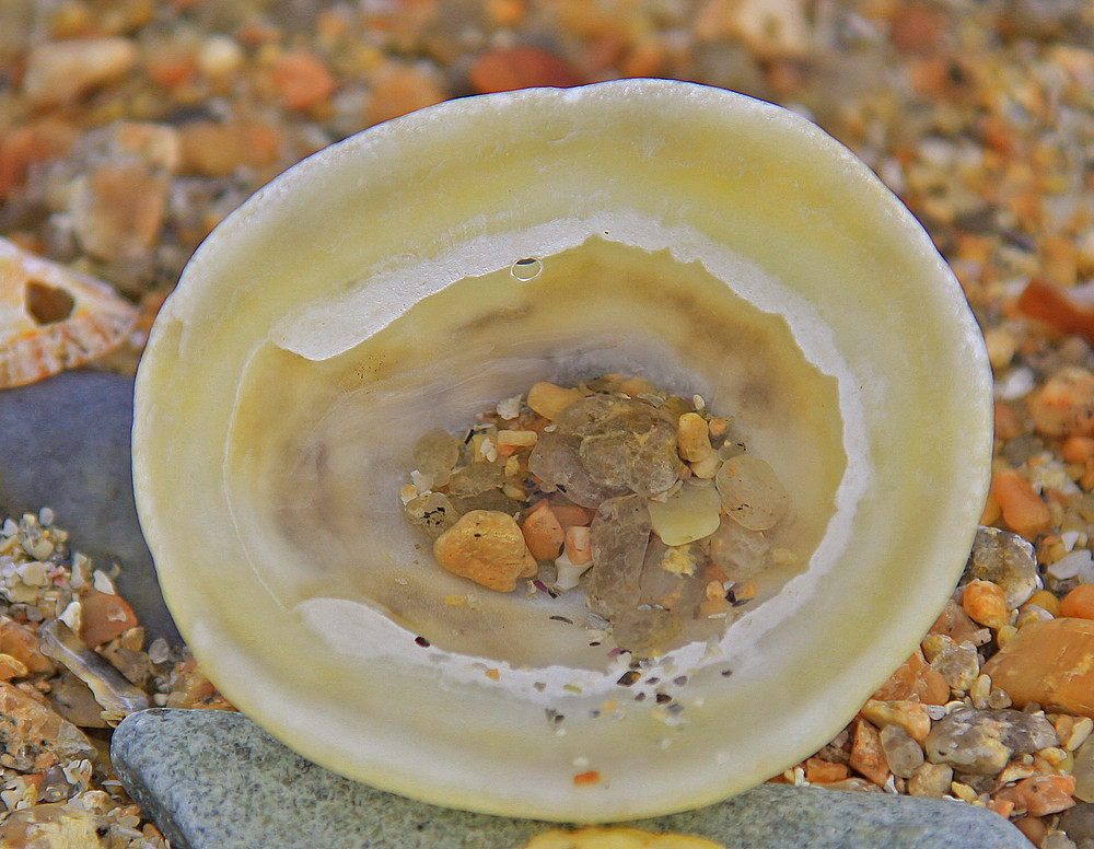 Strandgut der Rosa Granitküste