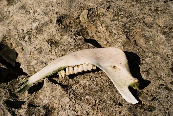 Strandgut - Der Zahnarzt würde sich freuen