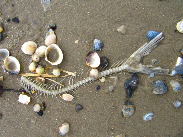 Strandgut