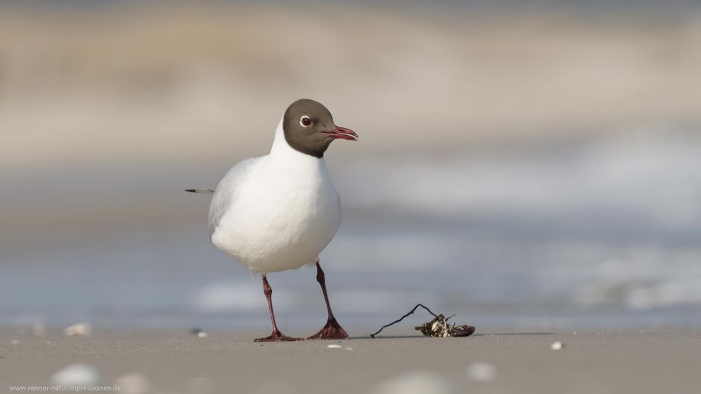 Strandgut......