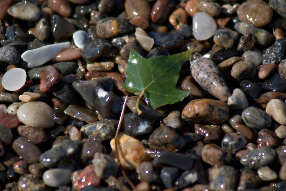 Strandgut I