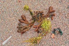Strandgut I