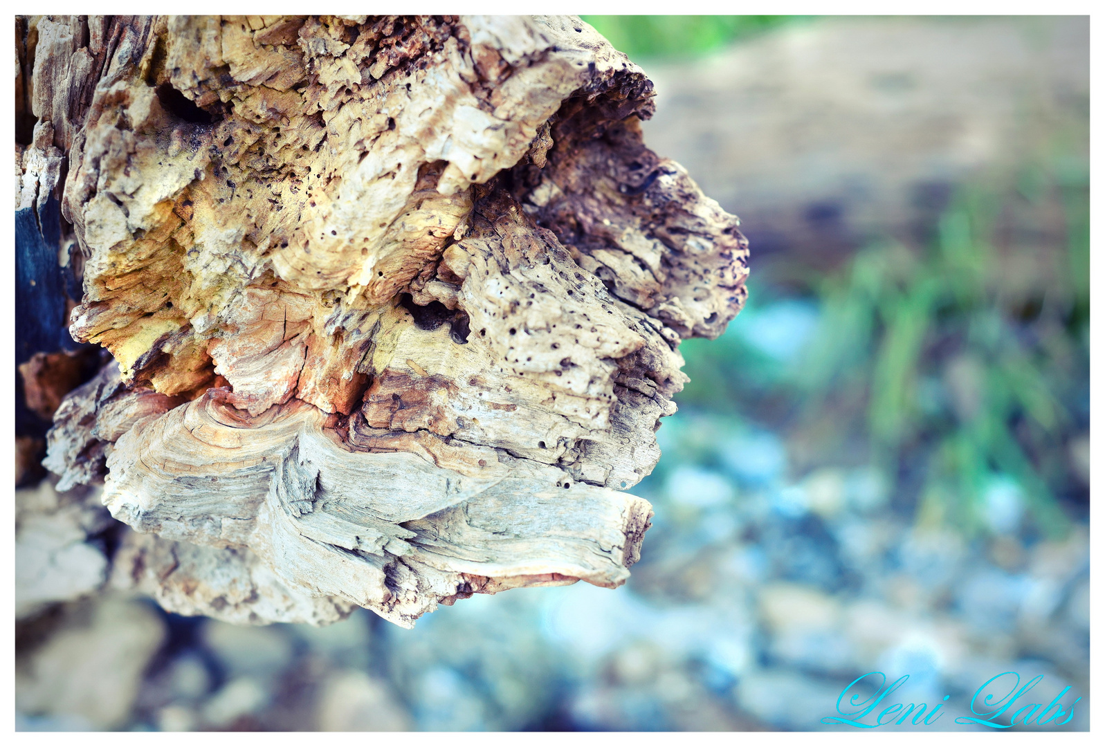 *** Strandgut im Detail ***