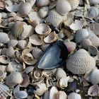 Strandgut in Zingst Ostsee