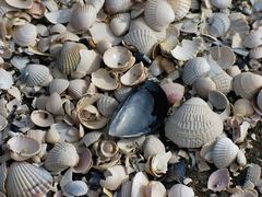 Strandgut in Zingst Ostsee