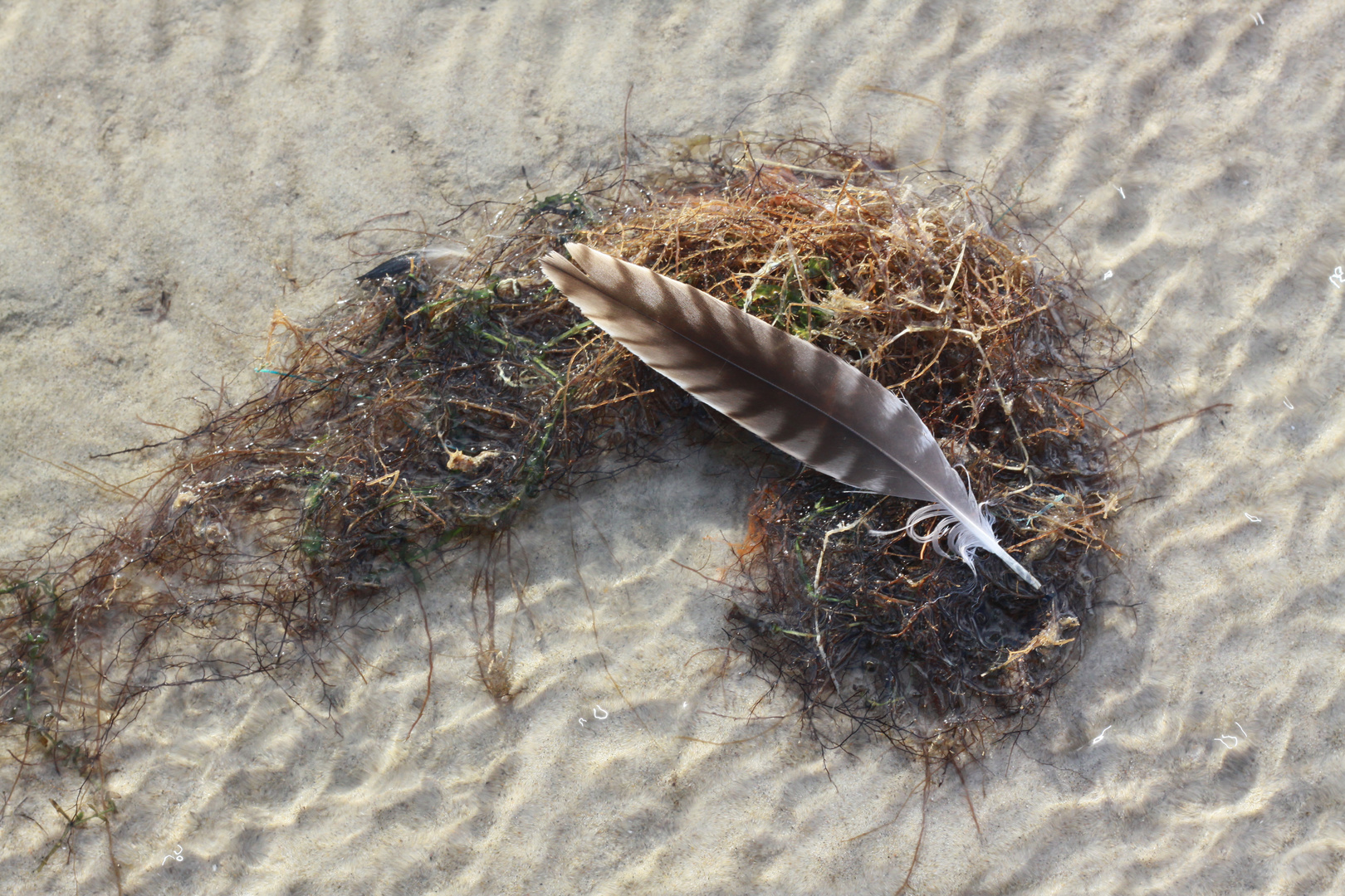 Strandgut mit Feder 