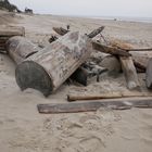 Strandgut nach dem großen Sturm Feb. 2022