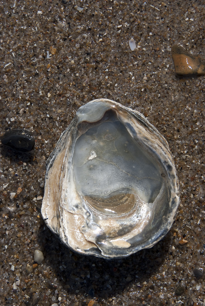 Strandgut - ohne Worte