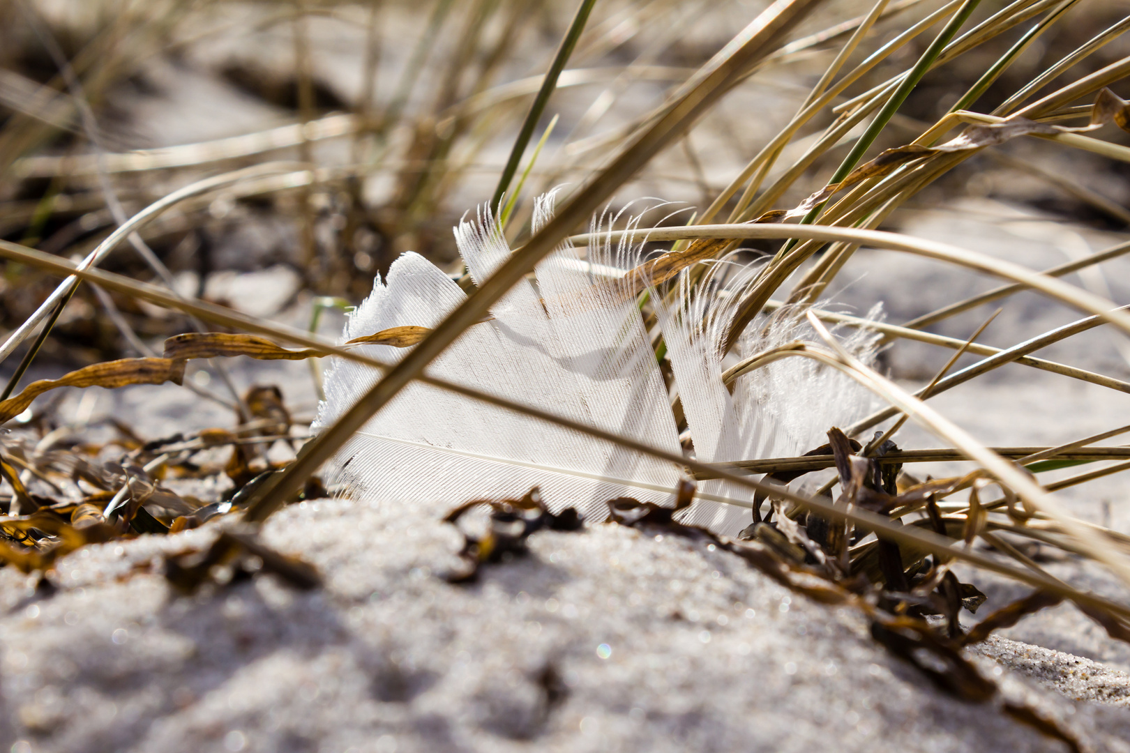 Strandgut Ostseestrand