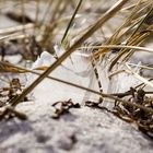 Strandgut Ostseestrand