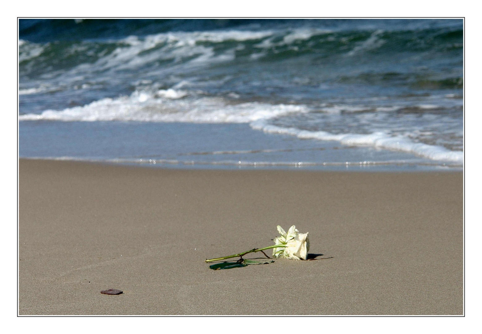 Strandgut - Rest eines letzten maritimen Grusses