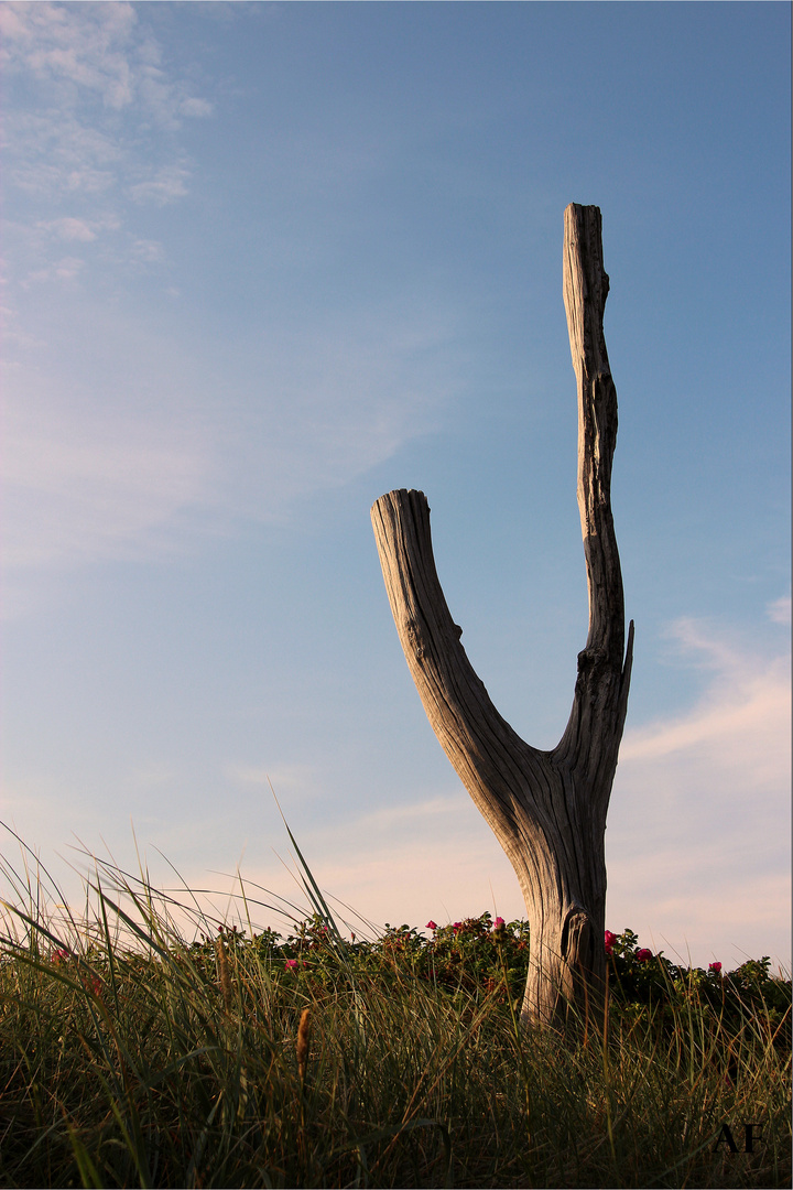 Strandgut - Sylt