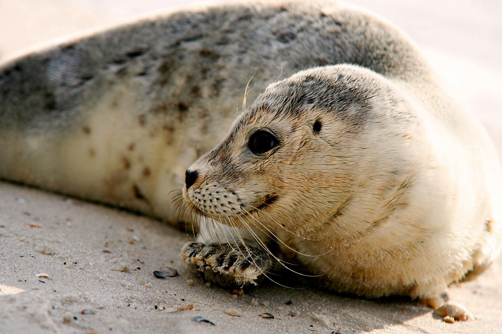 Strandgut - Sylt