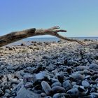 Strandgut unter`m Kreidefelsen