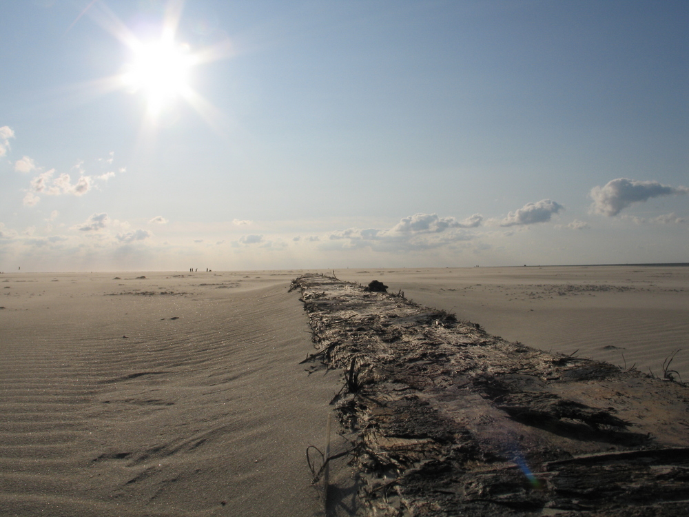 Strandgut verweht -Der Zersetzungsprozess des Holzes