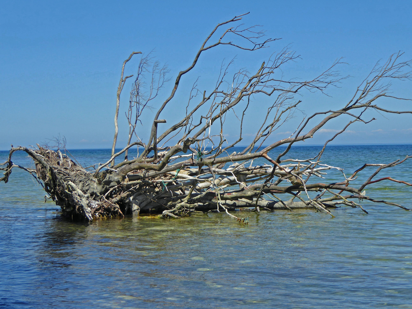 Strandgut vor den Klippen