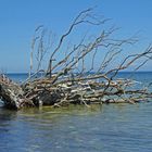 Strandgut vor den Klippen