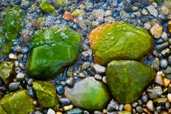 Strandgut vor Sipplingen