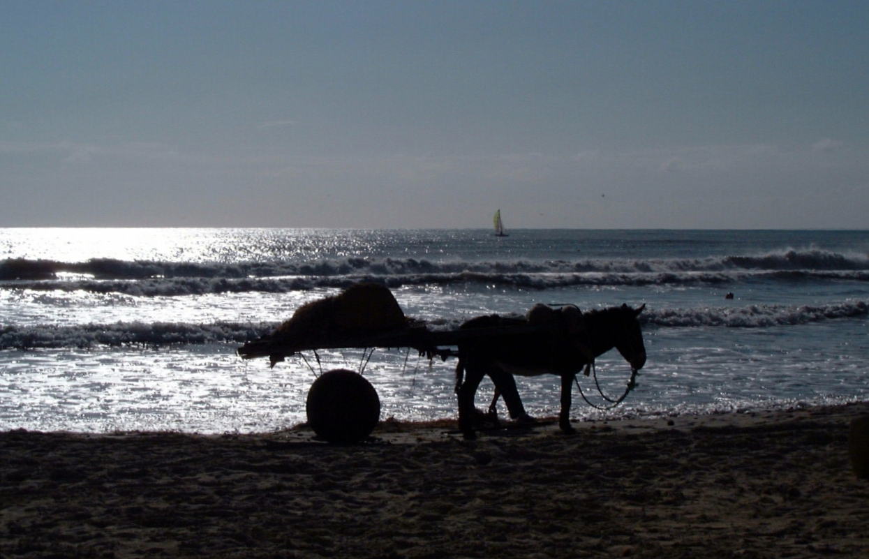 Strandgutsammler