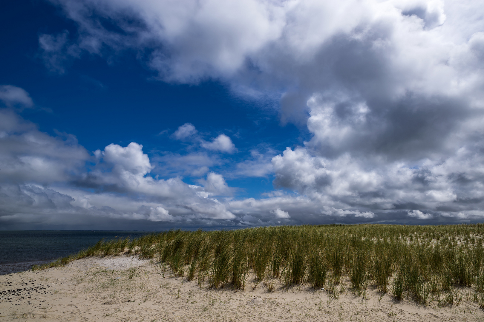 Strandhafer als Dünenschutz